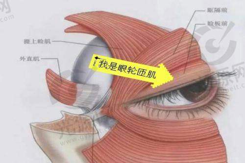 郑州整形医生排行榜排名第九：杨小顺医生