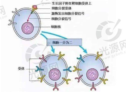 五、安德丽整形医院医生预约与挂号攻略