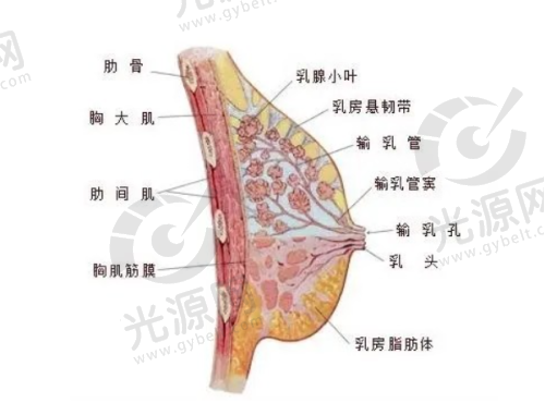长沙禾丽医疗美容整形医院详解：胸部丰胸手术技术与医生团队优势全面分析