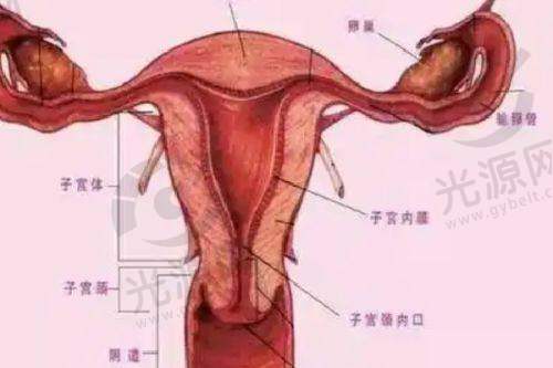 结论:唇系带修整术的重要性