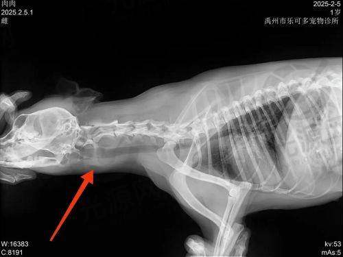 李方奇医生擅长项目