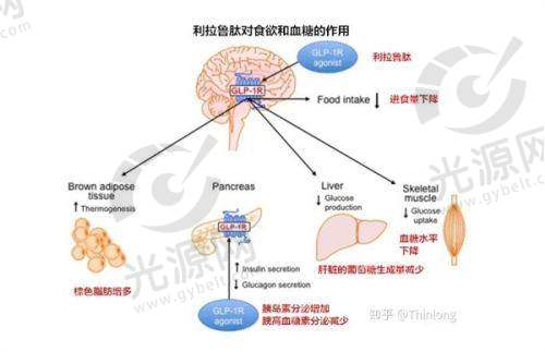 擅长项目:多样技艺满足多元需求